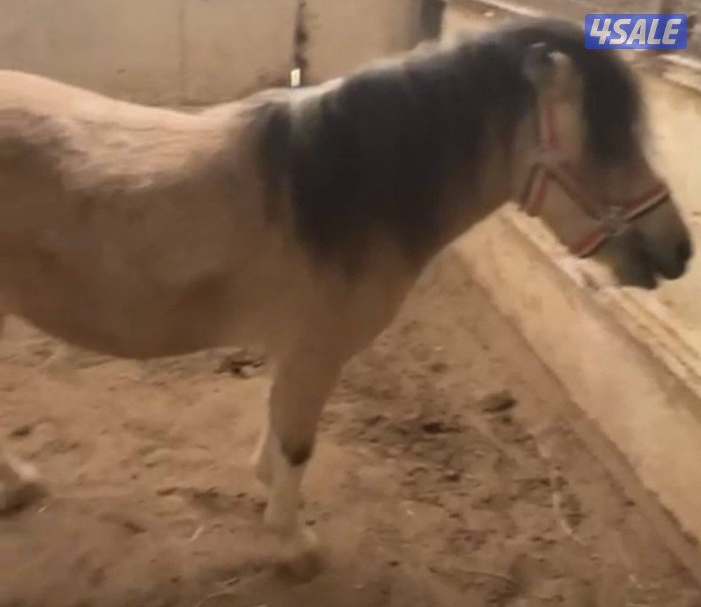 للبيع بونيه لقحه5