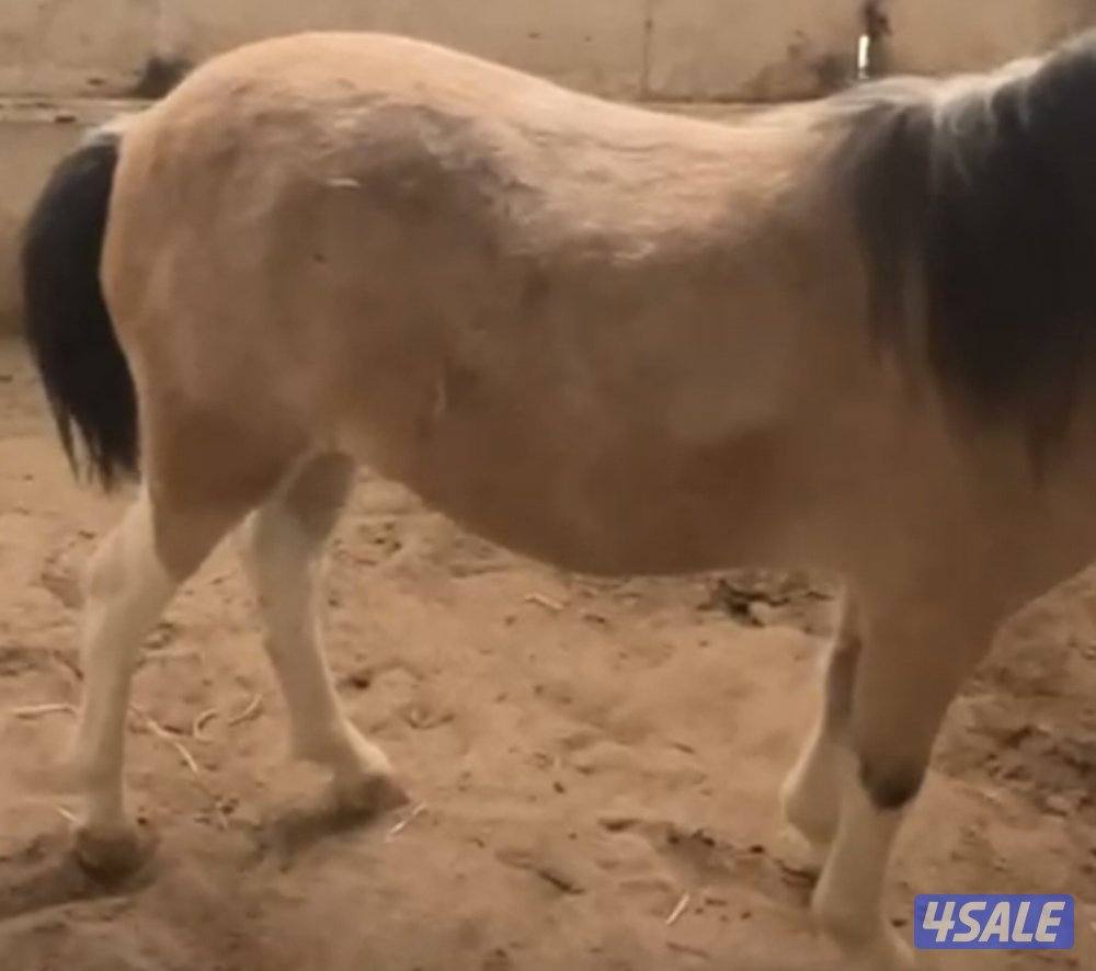 للبيع بونيه لقحه6