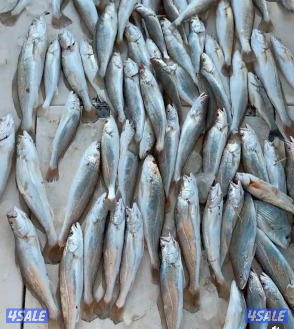 طراد اجار توصيل فليكا رحلات بحريه1