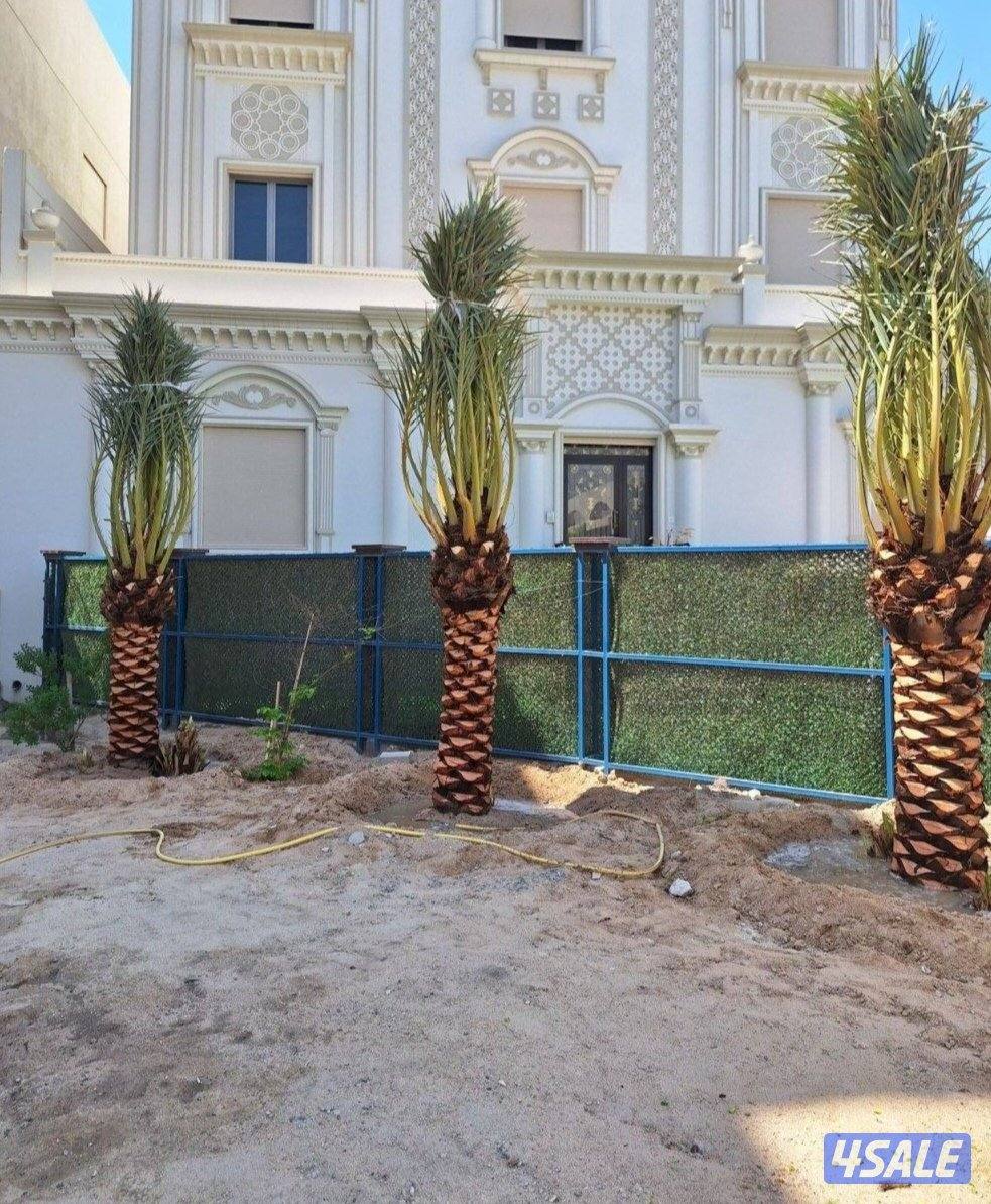 تنسيق حدائق زراع التيل الطبيعي وتكريب النخيال وقص الشجار الضخمه5