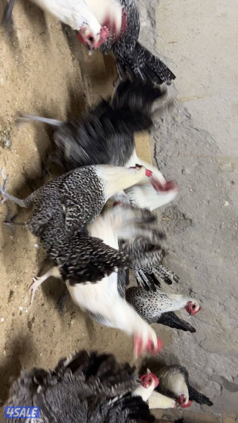 فيومي + عربي+ اسباني+ بط2