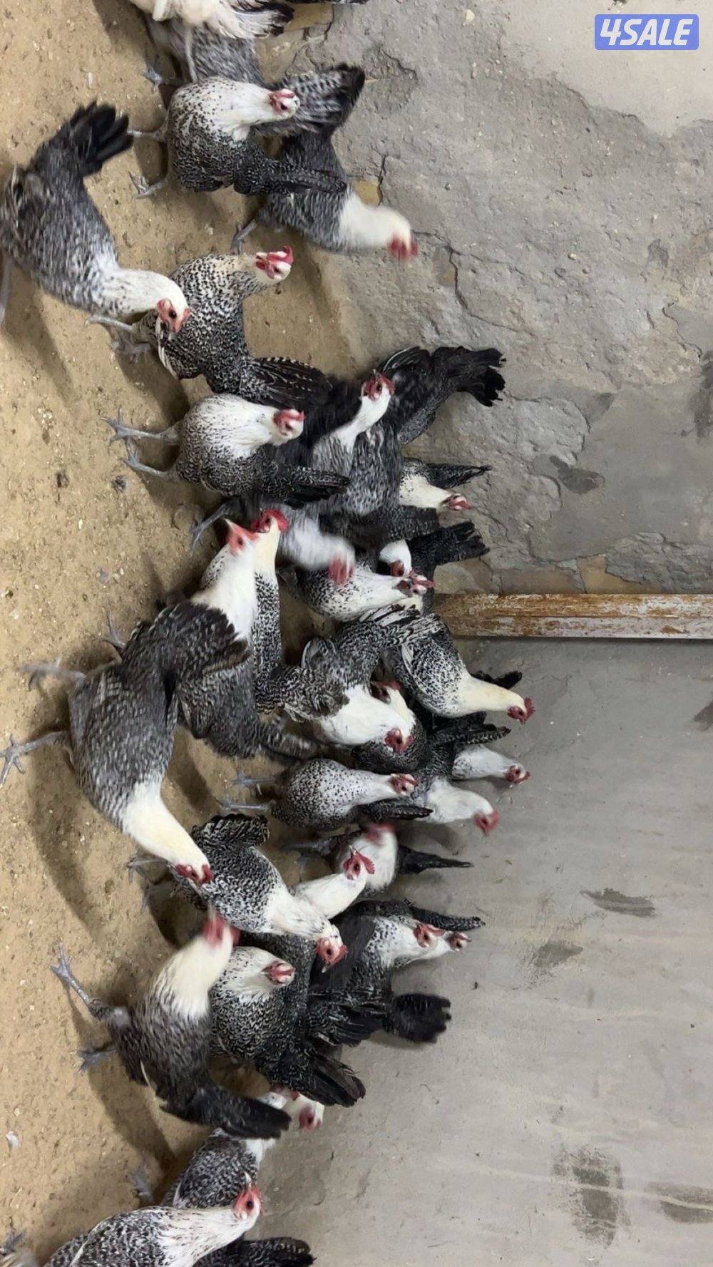 فيومي + عربي+ اسباني+ بط3