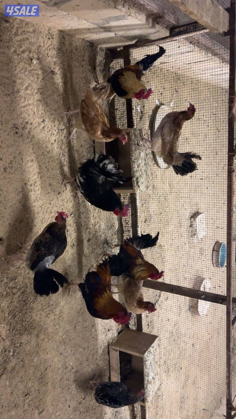 فيومي + عربي+ اسباني+ بط4