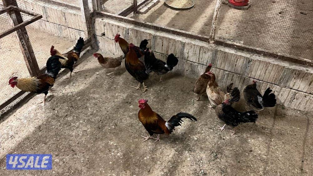 فيومي + عربي+ اسباني+ بط5