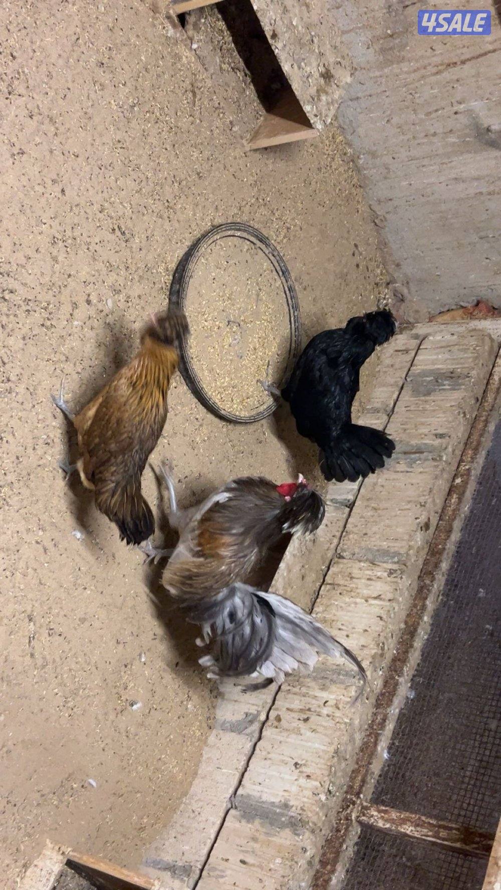 فيومي + عربي+ اسباني+ بط7