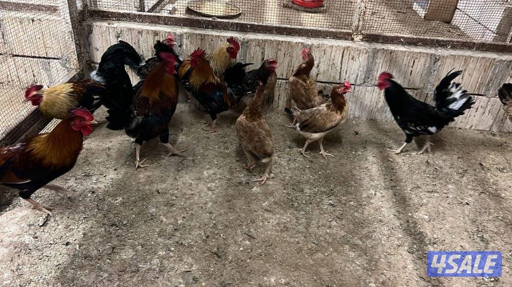 فيومي + عربي+ اسباني+ بط6