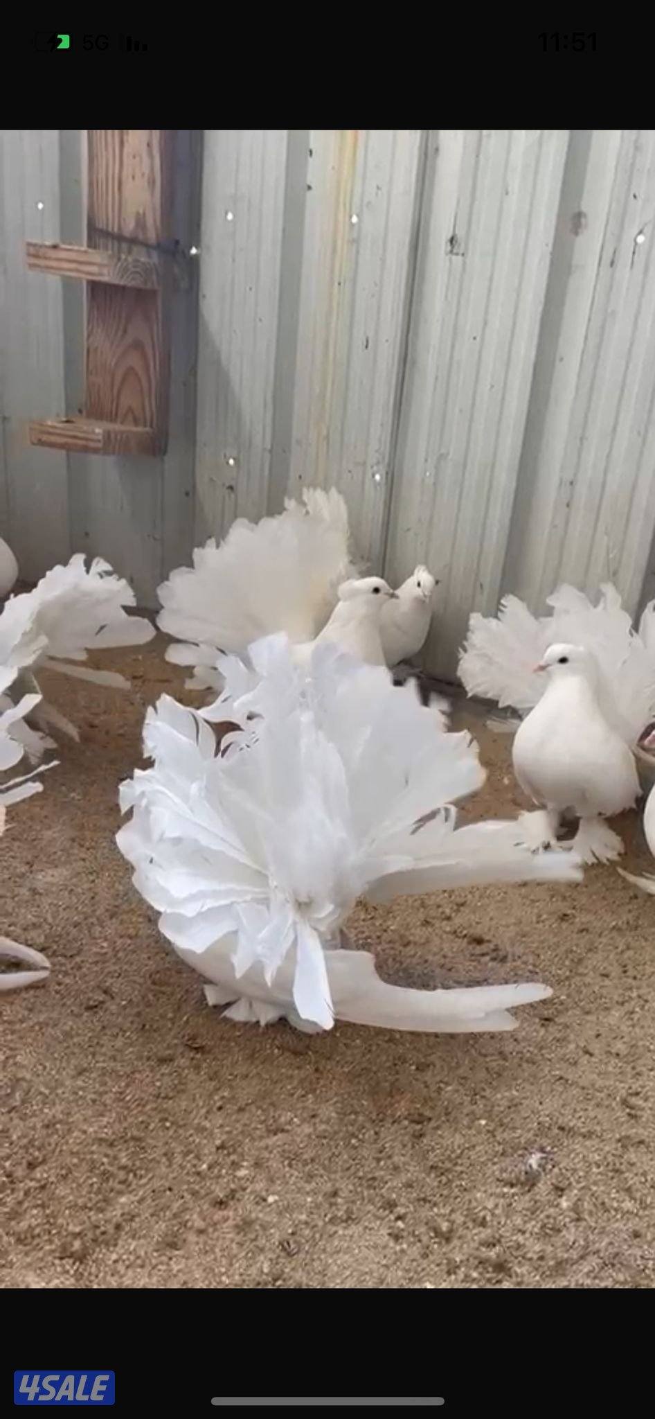 زينه شمسي امريكي وبوفوطه0