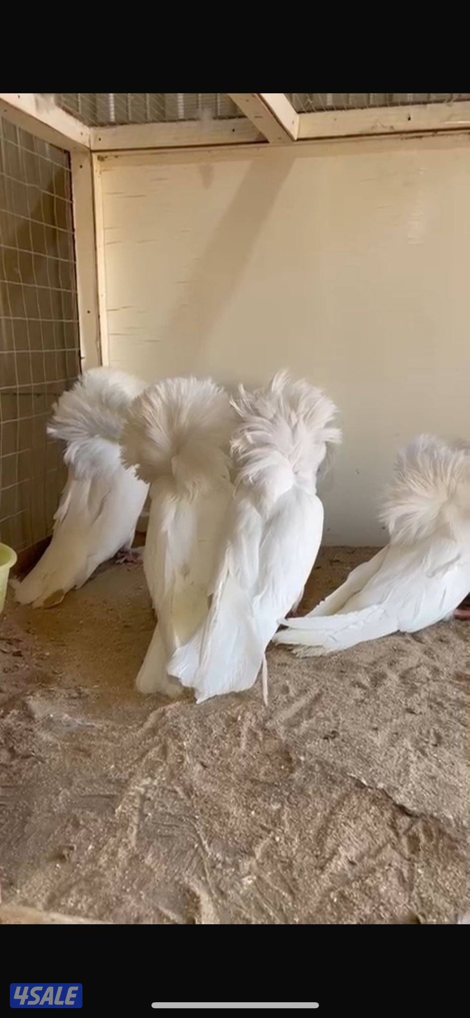 زينه شمسي امريكي وبوفوطه1