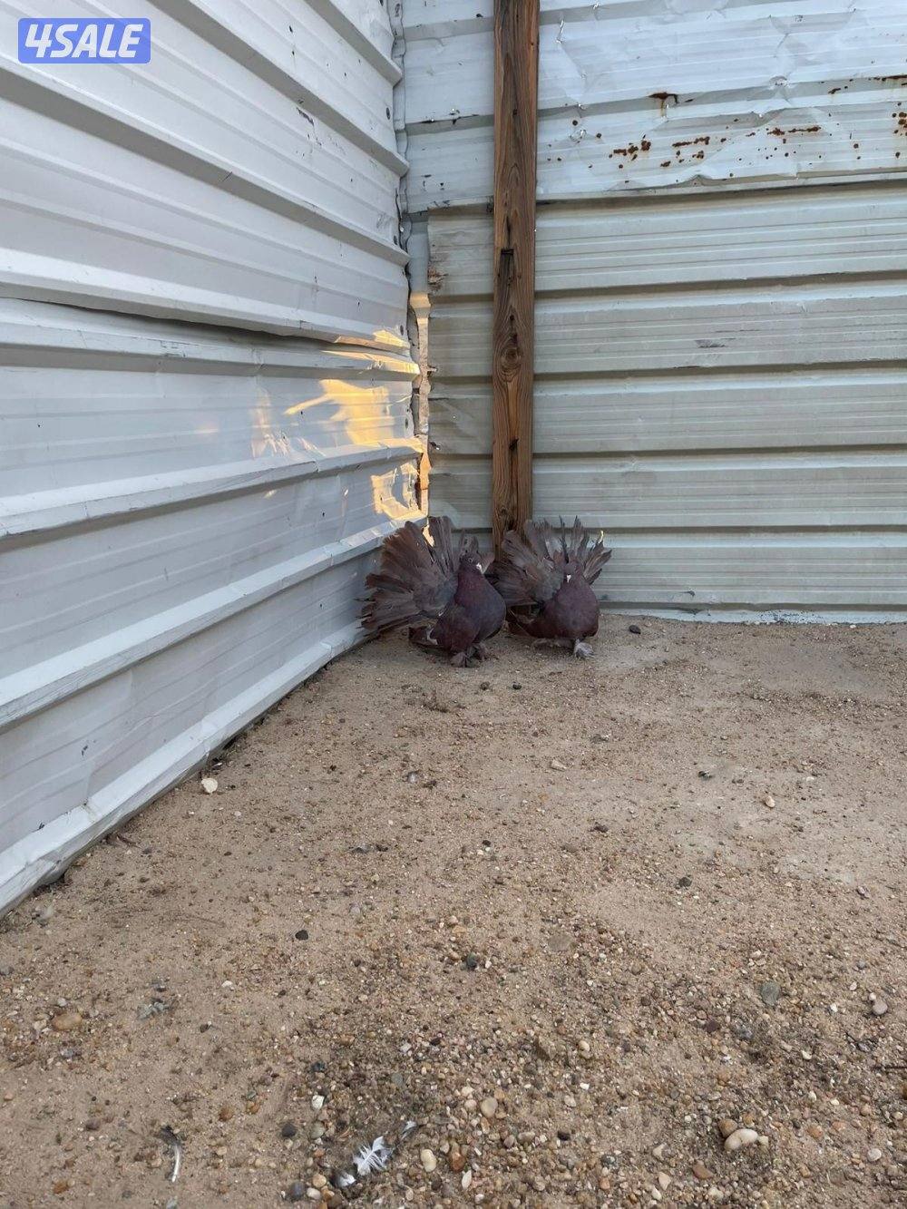 زينه شمسي امريكي وبوفوطه2