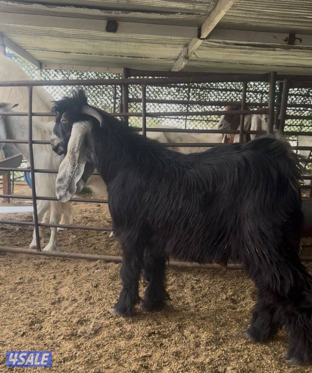 امعزا عوارض العداد ١٥ فيهم ثنتين مطافيل وحذه سونار ثلاث شرط سن وديد2