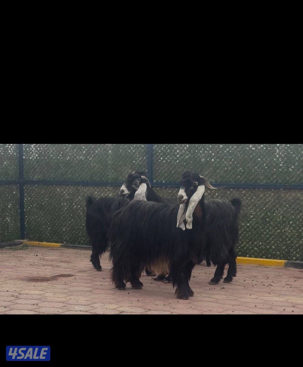 امعزا عوارض العداد ١٥ فيهم ثنتين مطافيل وحذه سونار ثلاث شرط سن وديد1