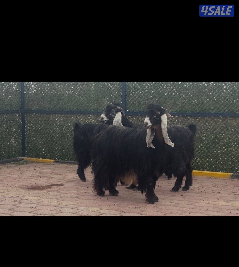 امعزا عوارض العداد ١٥ فيهم ثنتين مطافيل وحذه سونار ثلاث شرط سن وديد3