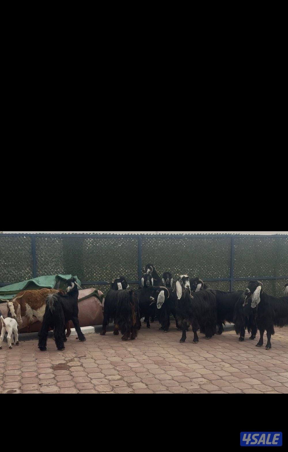 امعزا عوارض العداد ١٥ فيهم ثنتين مطافيل وحذه سونار ثلاث شرط سن وديد4