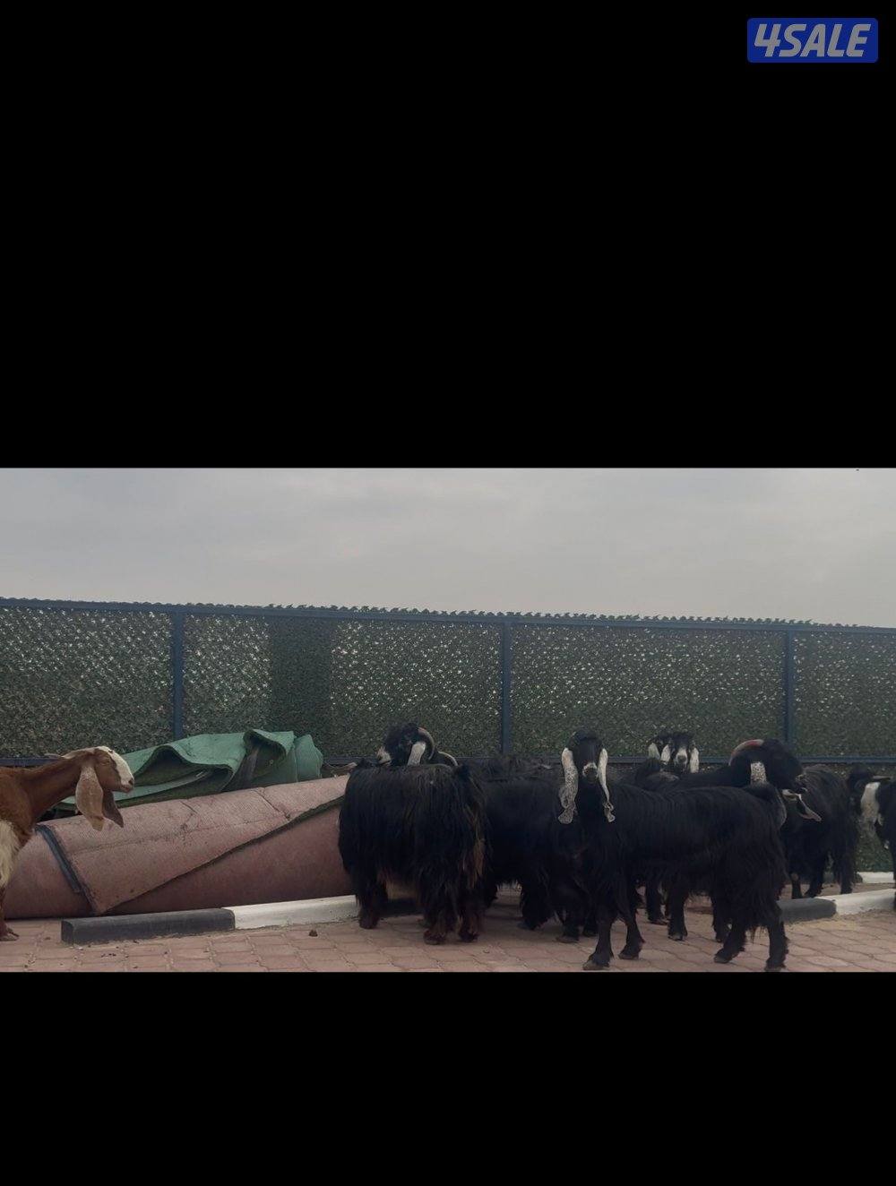 امعزا عوارض العداد ١٥ فيهم ثنتين مطافيل وحذه سونار ثلاث شرط سن وديد6