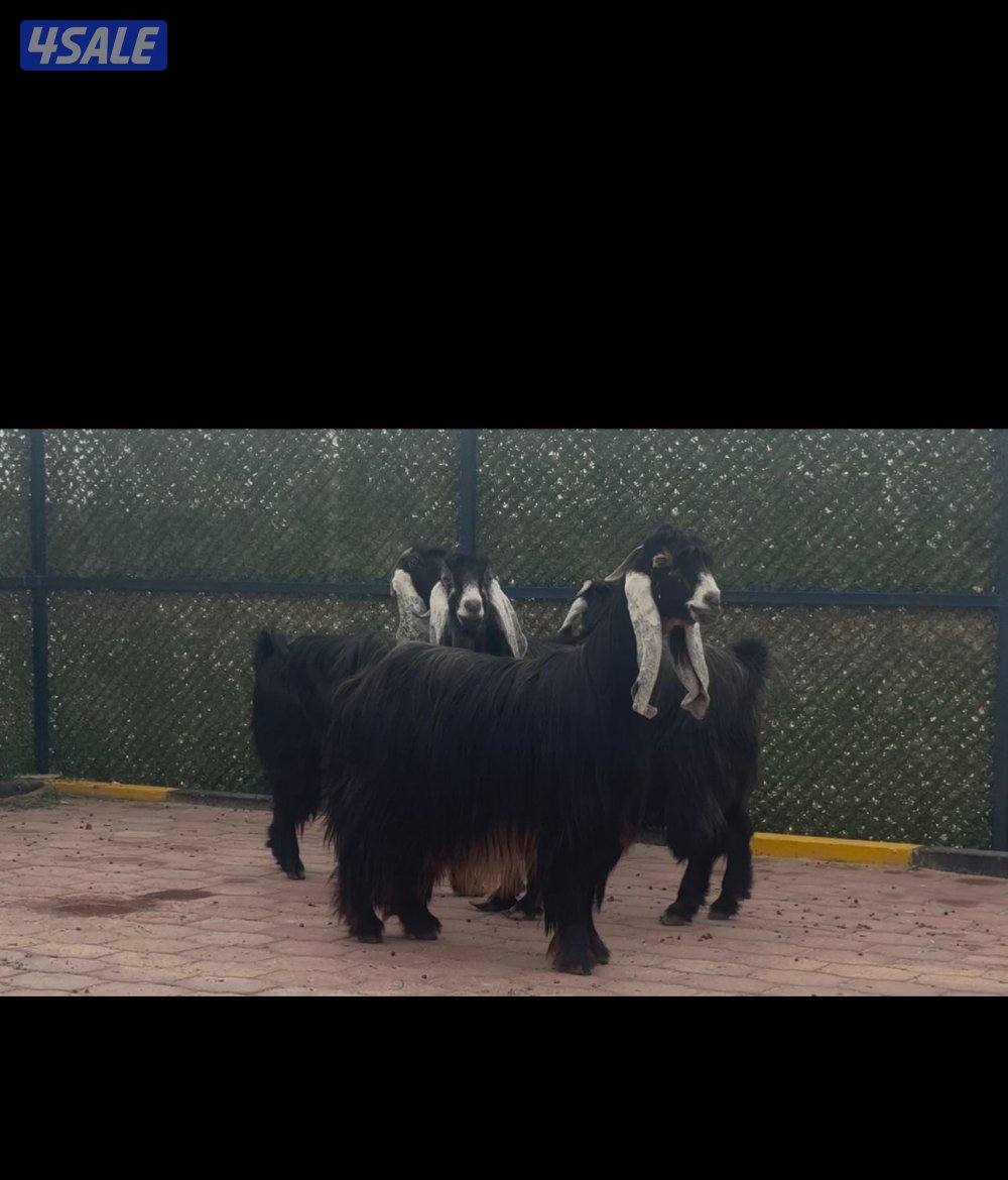 امعزا عوارض العداد ١٥ فيهم ثنتين مطافيل وحذه سونار ثلاث شرط سن وديد5