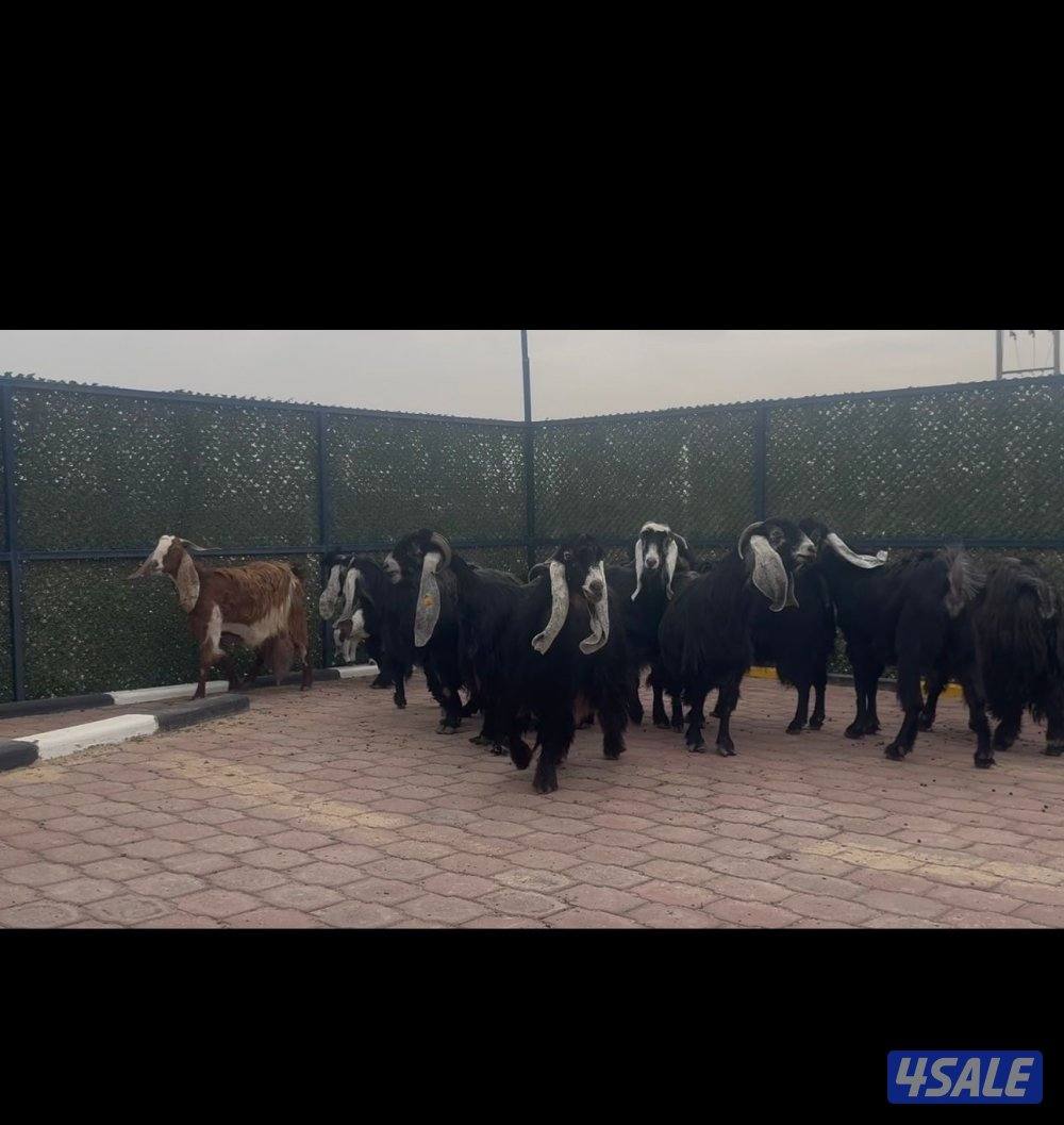 امعزا عوارض العداد ١٥ فيهم ثنتين مطافيل وحذه سونار ثلاث شرط سن وديد8