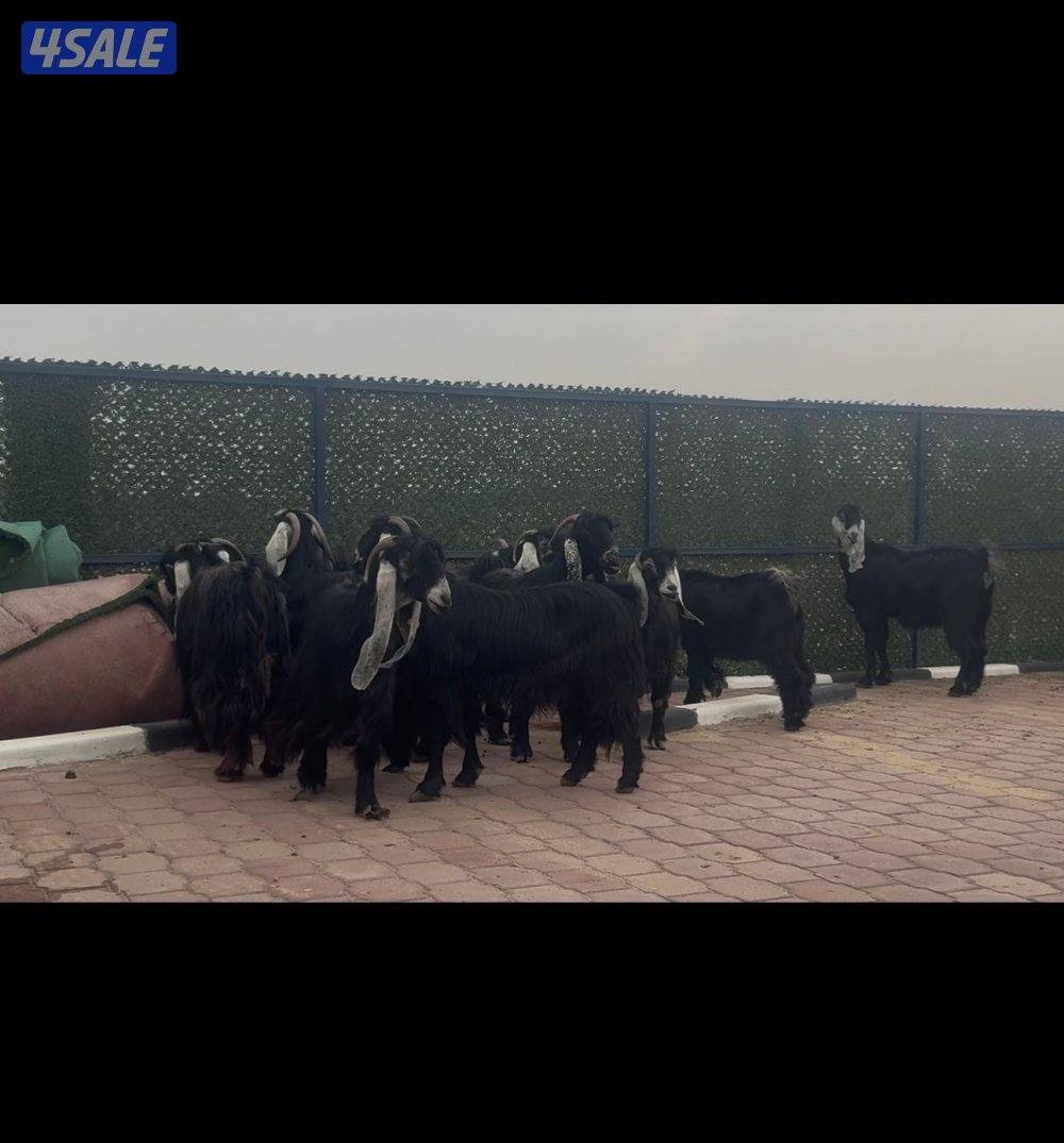 امعزا عوارض العداد ١٥ فيهم ثنتين مطافيل وحذه سونار ثلاث شرط سن وديد9