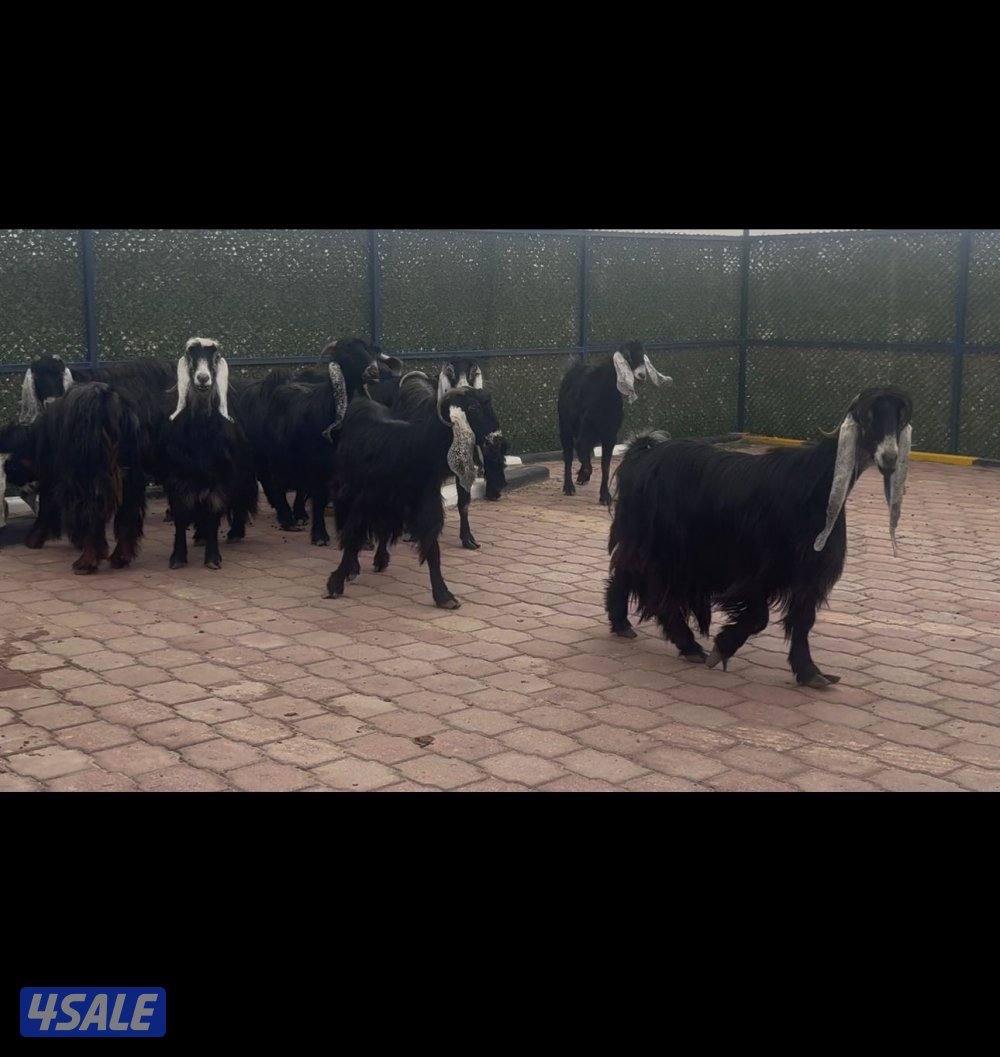 امعزا عوارض العداد ١٥ فيهم ثنتين مطافيل وحذه سونار ثلاث شرط سن وديد10