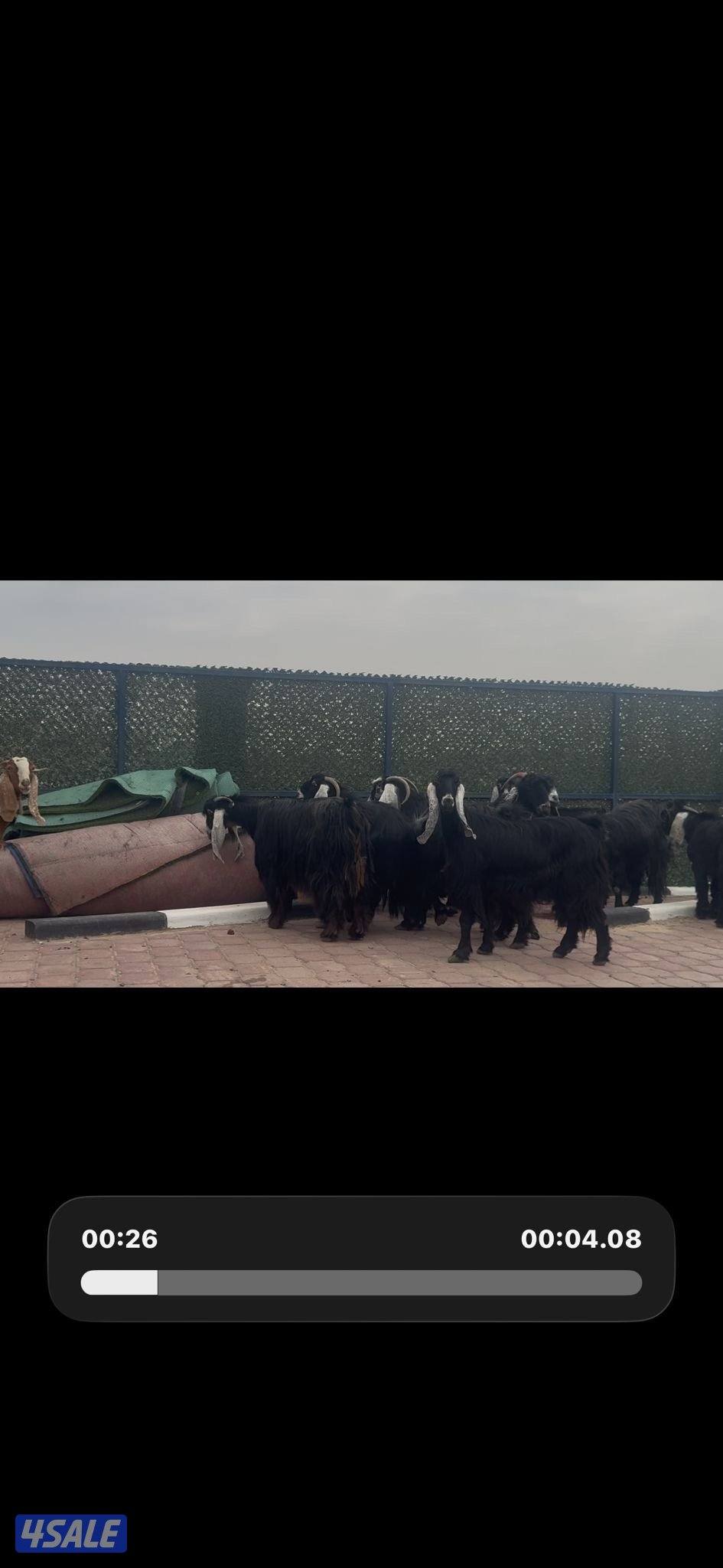 امعزا عوارض العداد ١٥ فيهم ثنتين مطافيل وحذه سونار ثلاث شرط سن وديد11