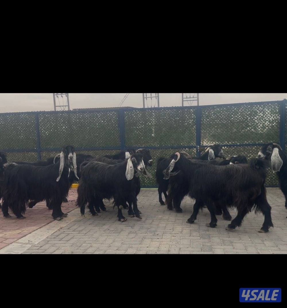 امعزا عوارض العداد ١٥ فيهم ثنتين مطافيل وحذه سونار ثلاث شرط سن وديد12