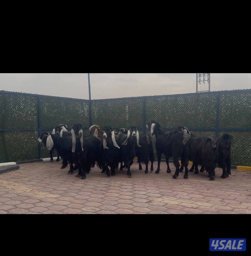 امعزا عوارض العداد ١٥ فيهم ثنتين مطافيل وحذه سونار ثلاث شرط سن وديد13