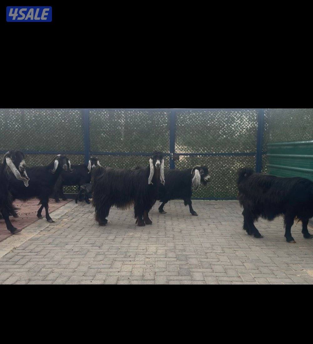 امعزا عوارض العداد ١٥ فيهم ثنتين مطافيل وحذه سونار ثلاث شرط سن وديد14