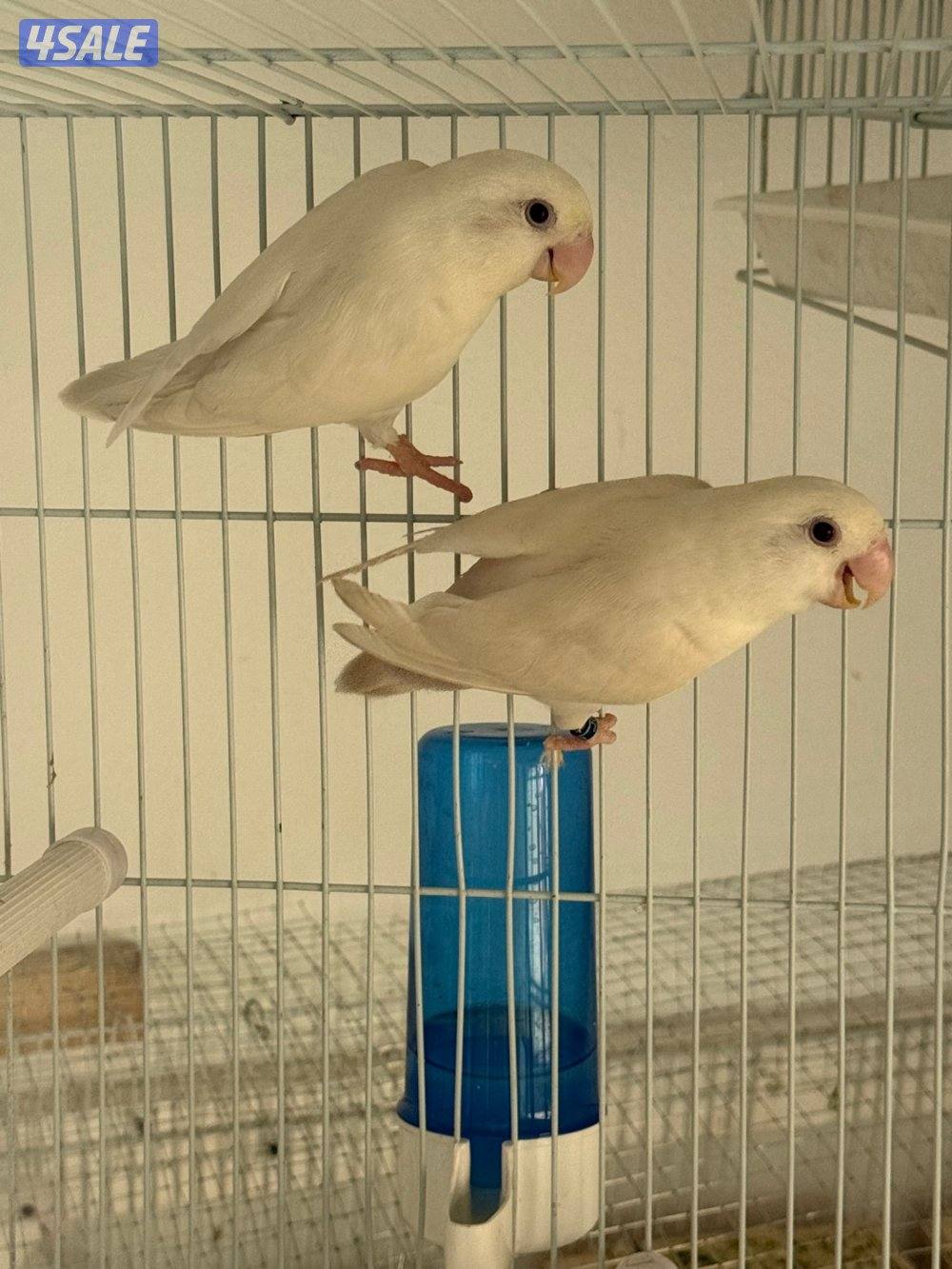 زوج لوف بيرد البينو مع انتاجه1