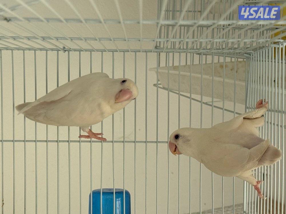 زوج لوف بيرد البينو مع انتاجه2