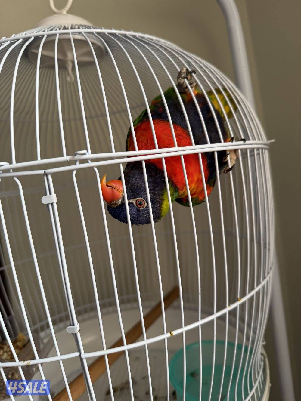 بغبغاء لوري1