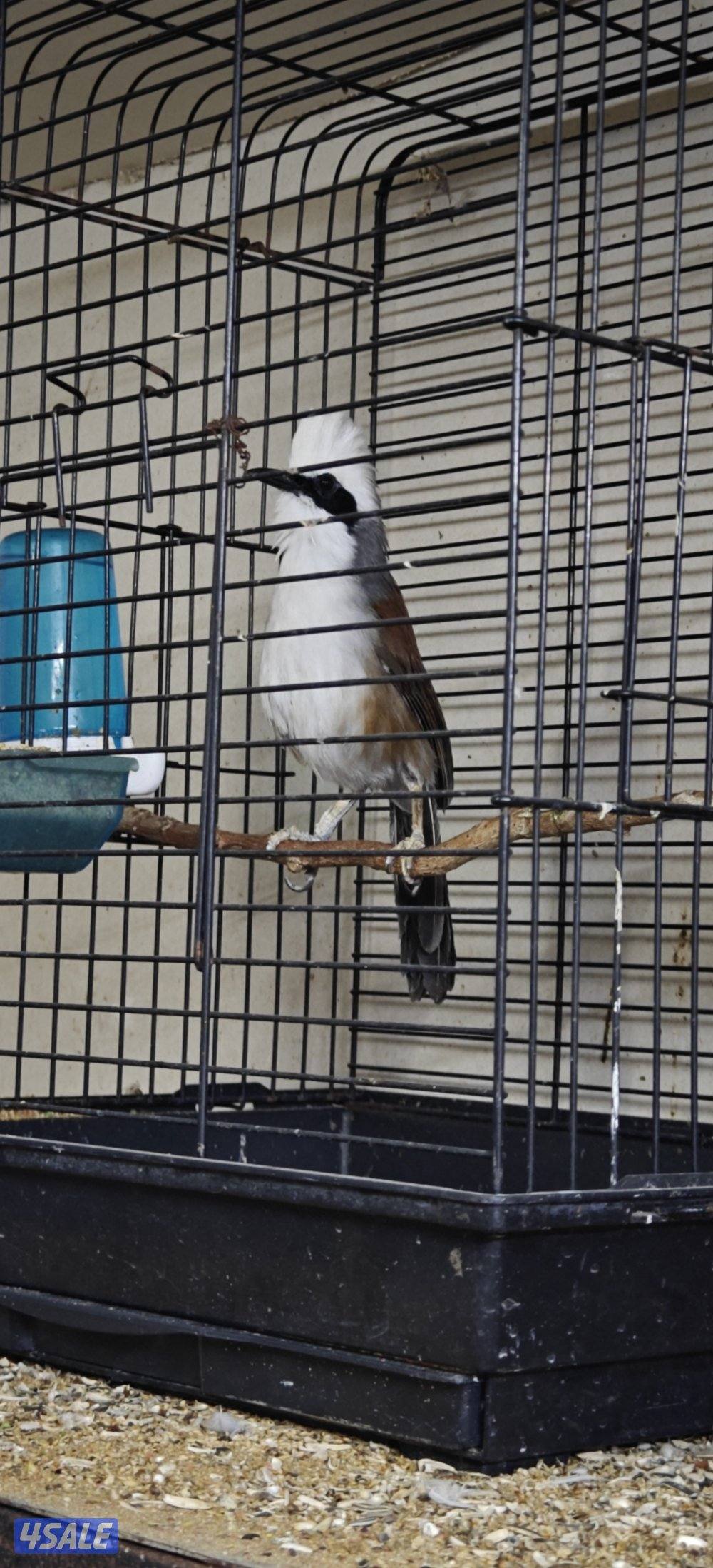 للبيع بلبل ضحاك0