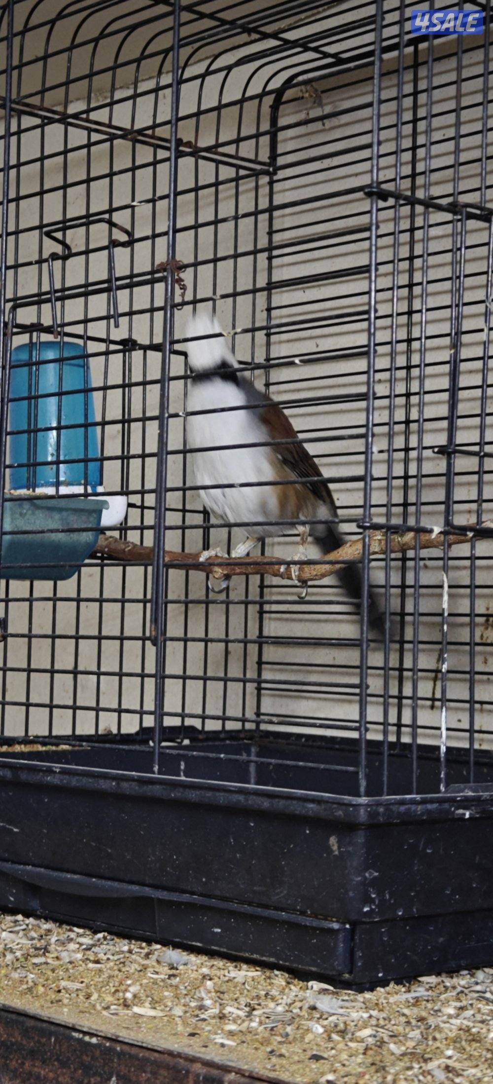 للبيع بلبل ضحاك1