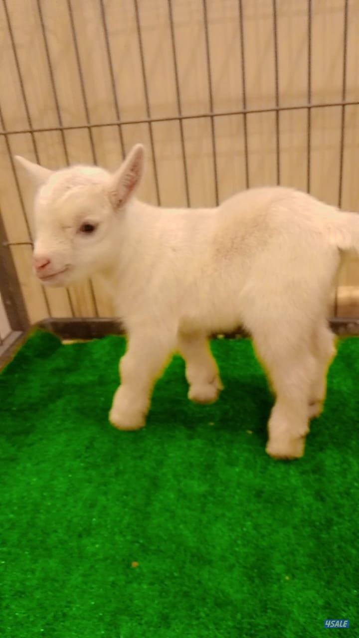 للبيع تيوس جيكي قزم مكس سعر الواحد٦٠1