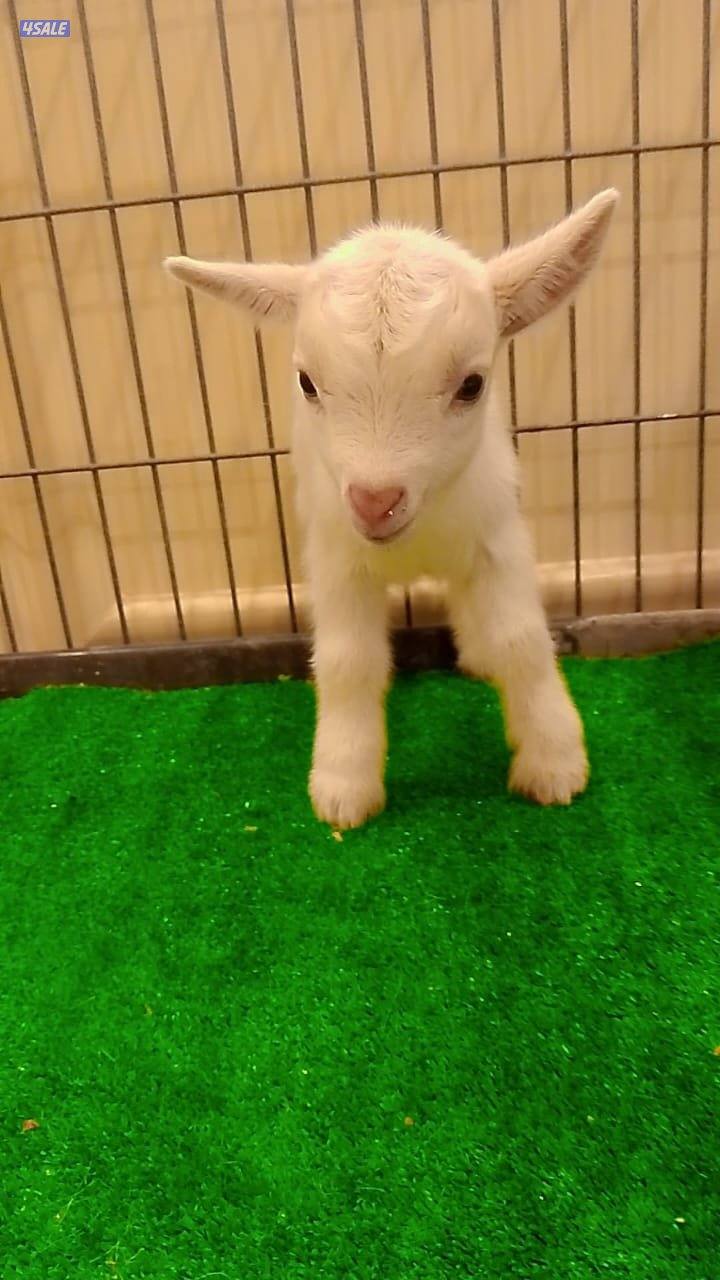 للبيع تيوس جيكي قزم مكس سعر الواحد٦٠2