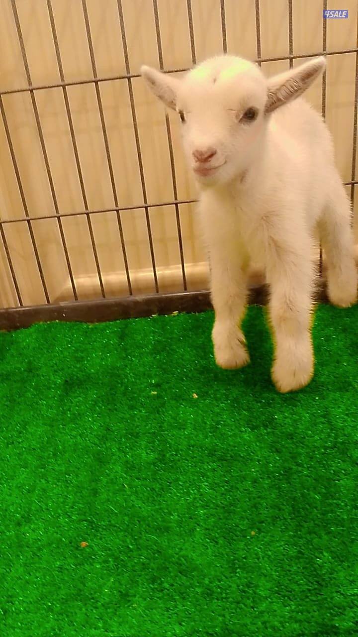 للبيع تيوس جيكي قزم مكس سعر الواحد٦٠3