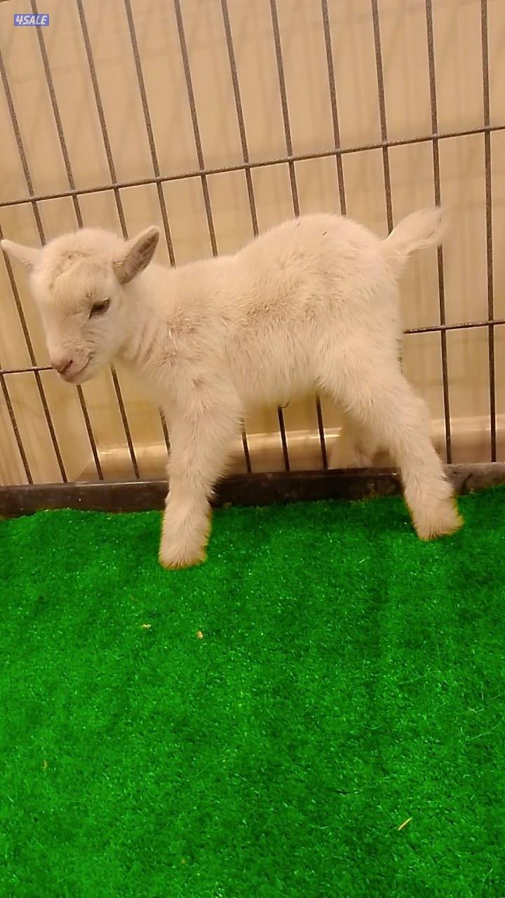 للبيع تيوس جيكي قزم مكس سعر الواحد٦٠5