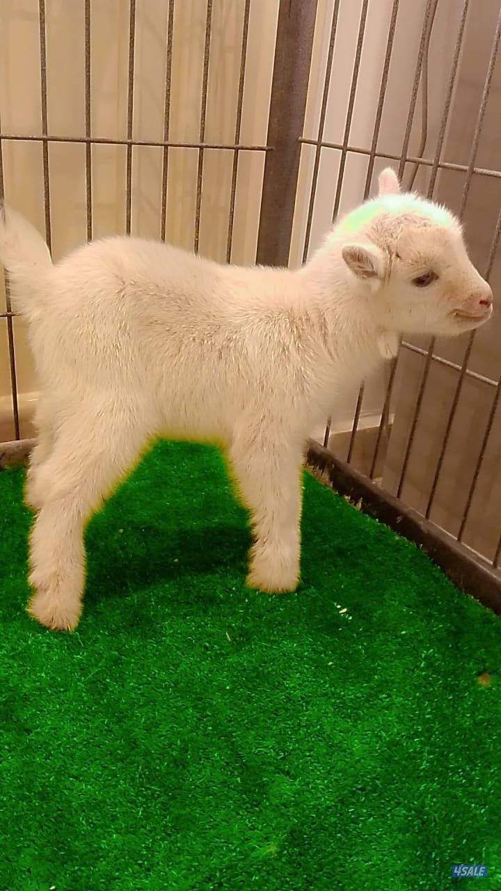 للبيع تيوس جيكي قزم مكس سعر الواحد٦٠4