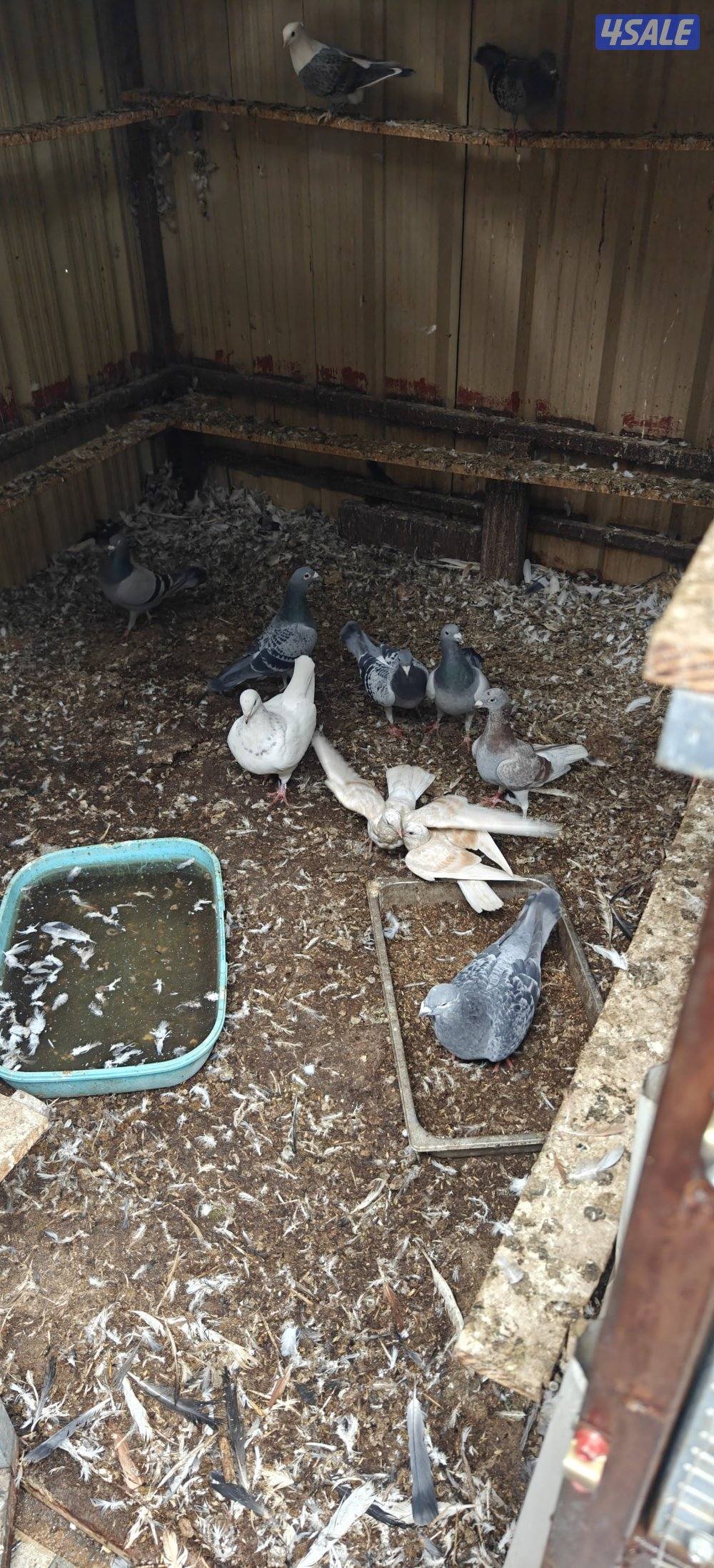 للبيع حمام مشكل الاقبلبيه زاجل العدد 141