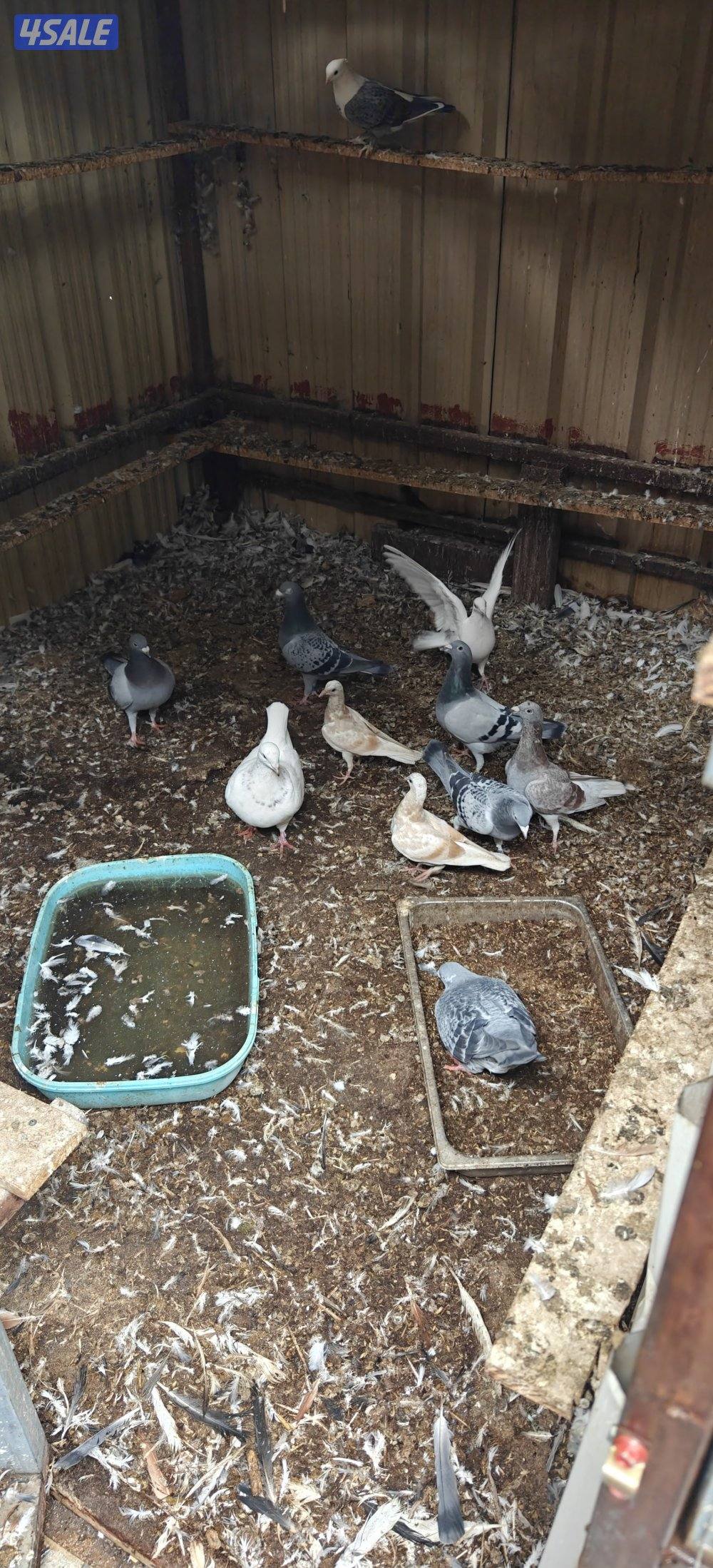 للبيع حمام مشكل الاقبلبيه زاجل العدد 143