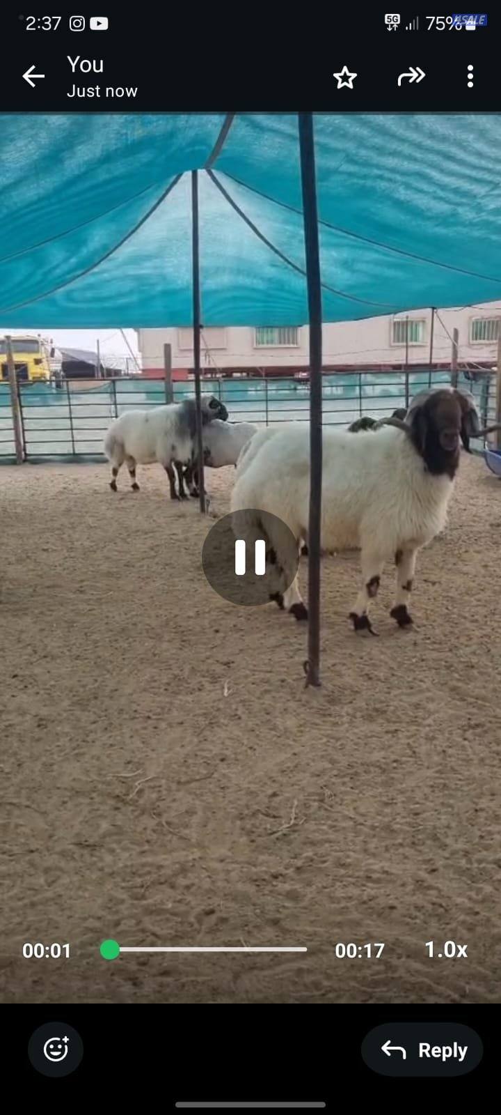 للبيع خروف فحل شرط القريع للبيع0