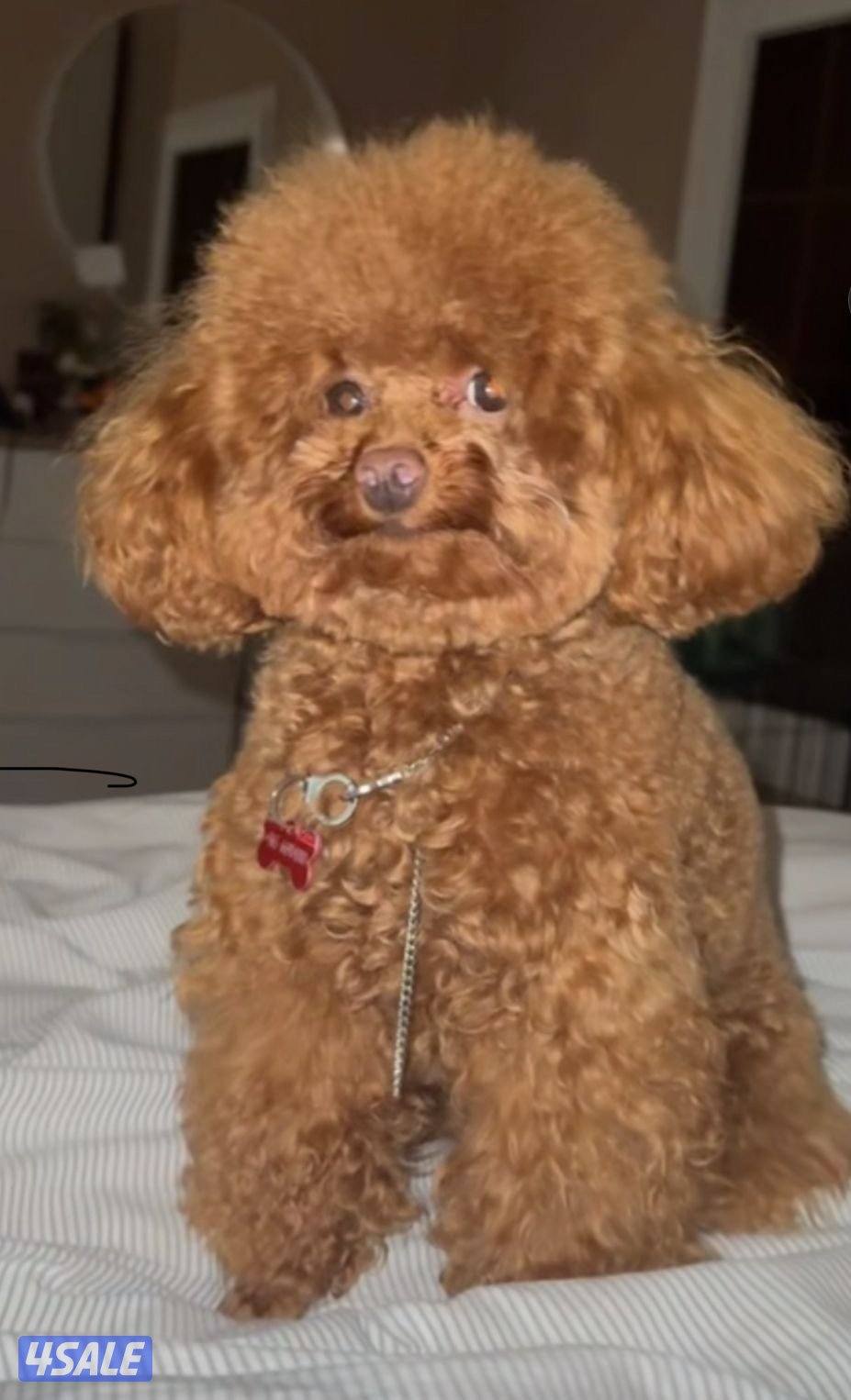 Toy poodle 2 years old female Ukraine passport0