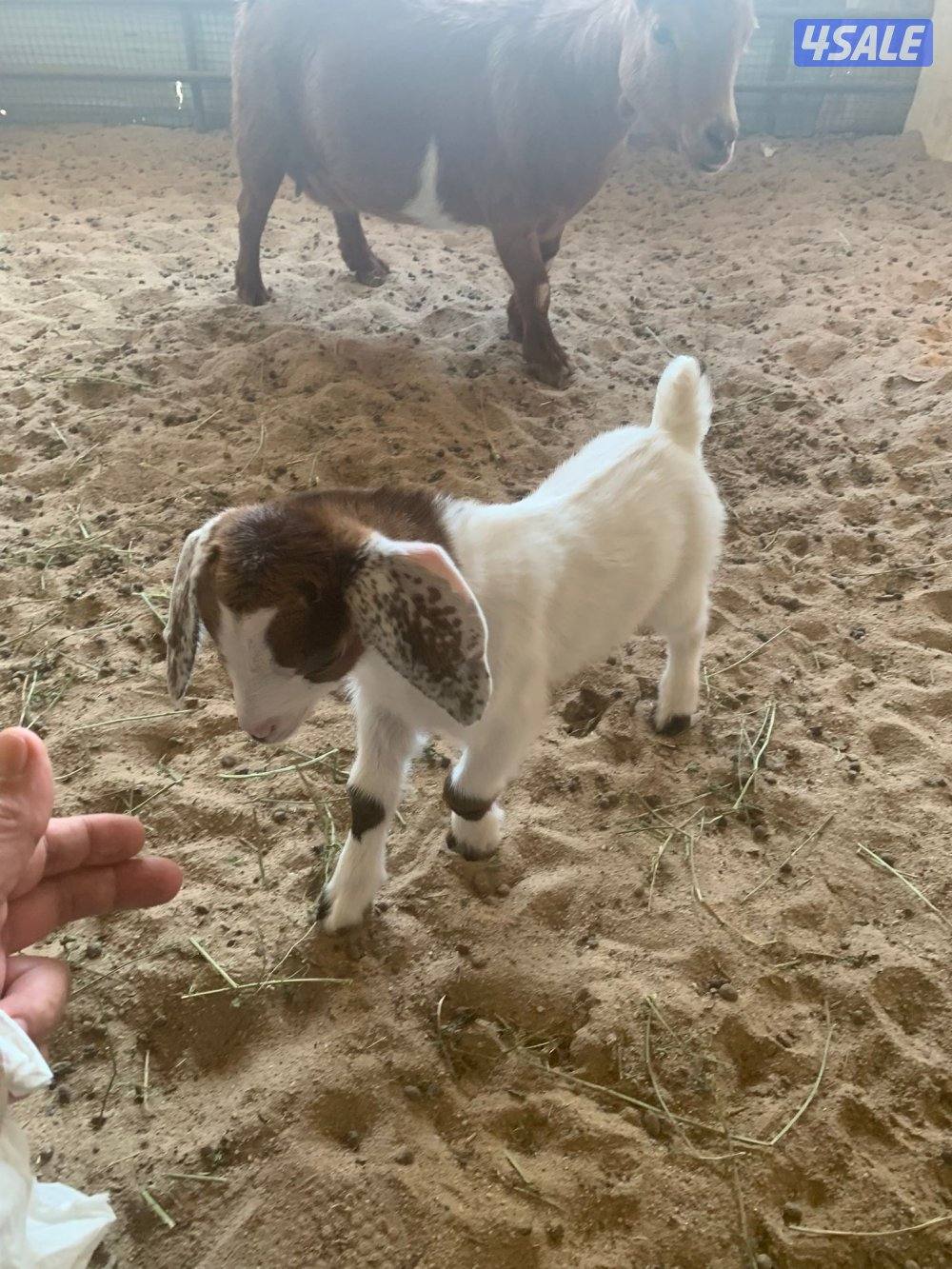 للبيع جيكيات صغار1