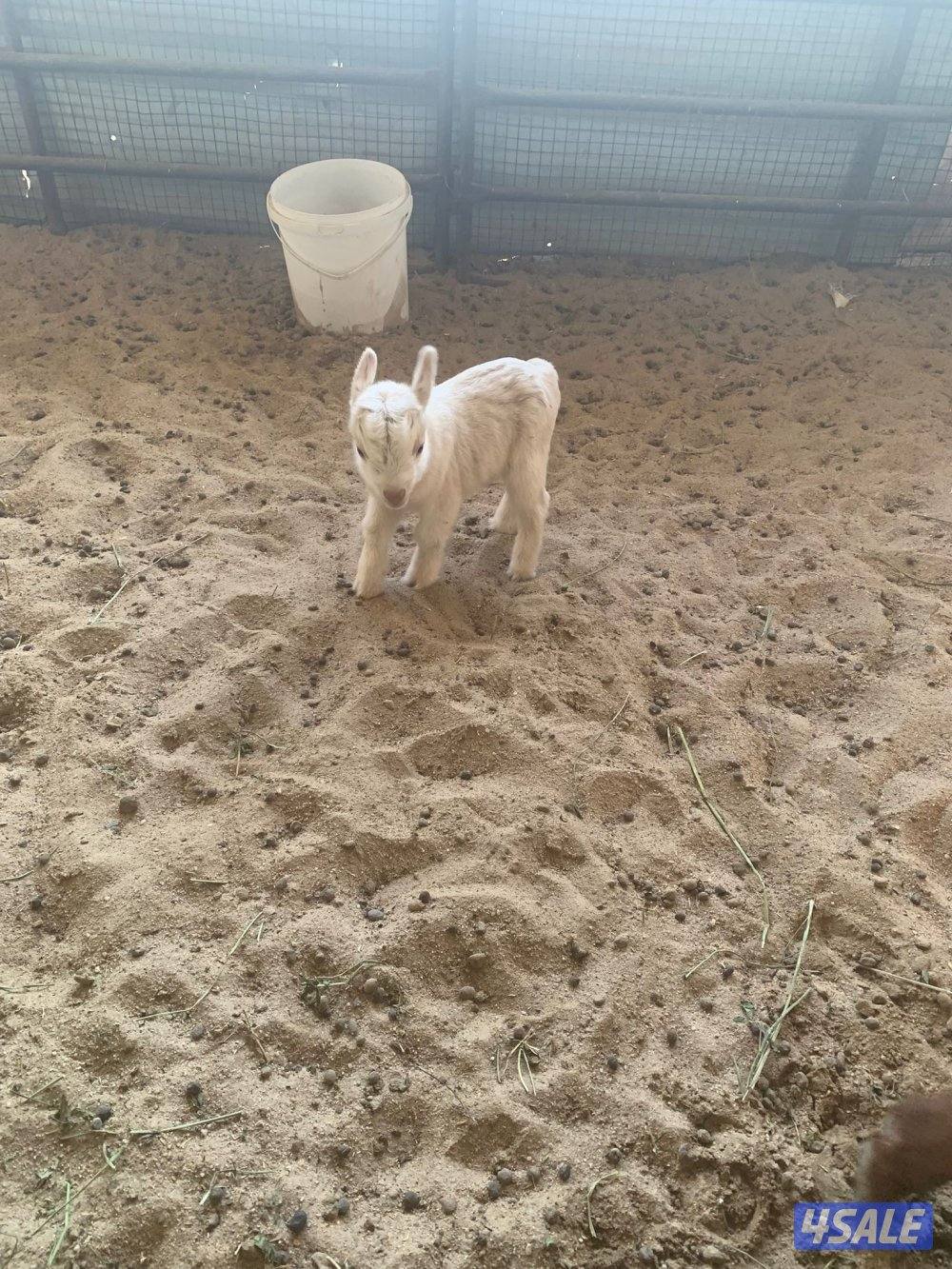 للبيع جيكيات صغار2