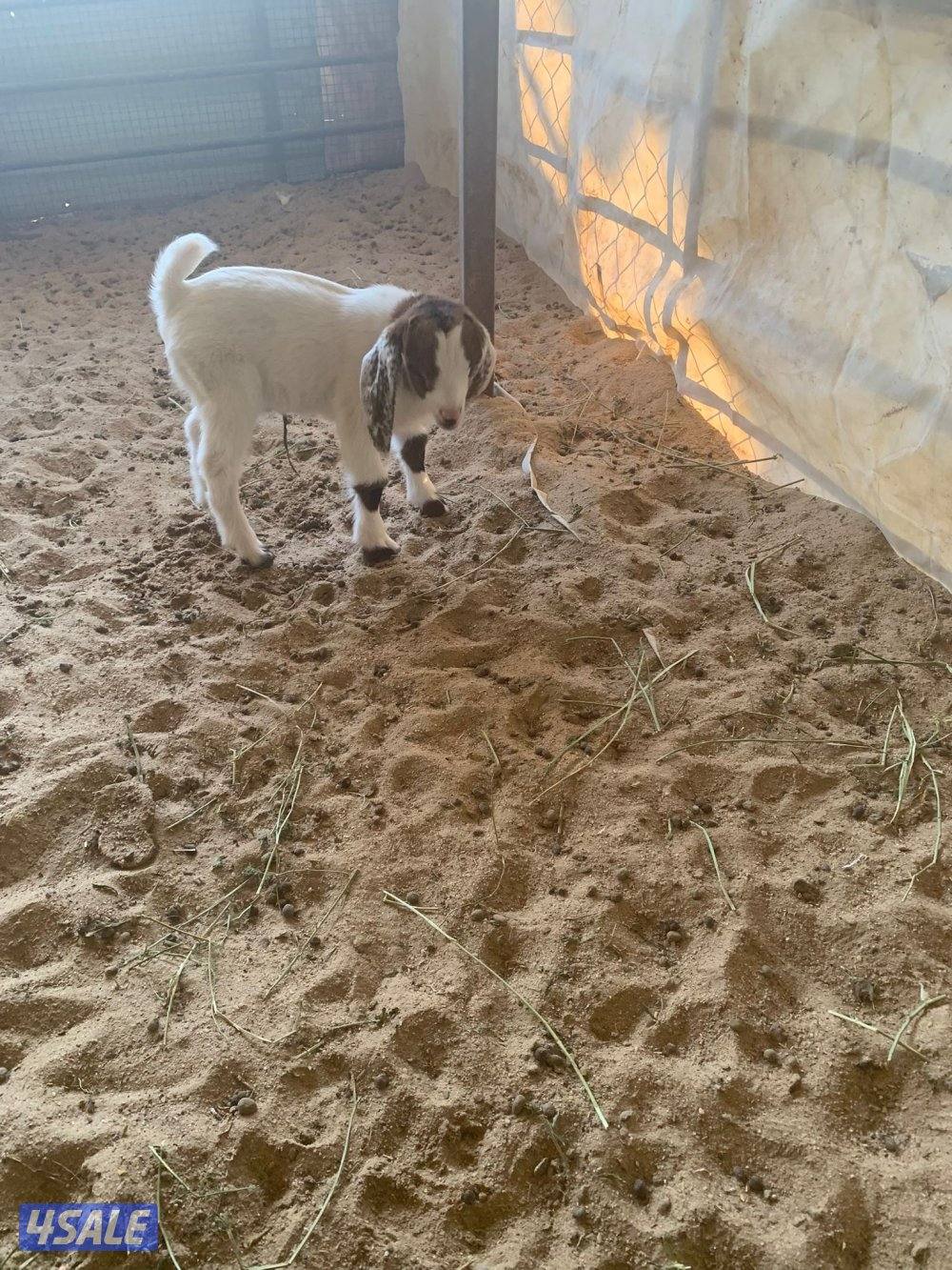 للبيع جيكيات صغار3