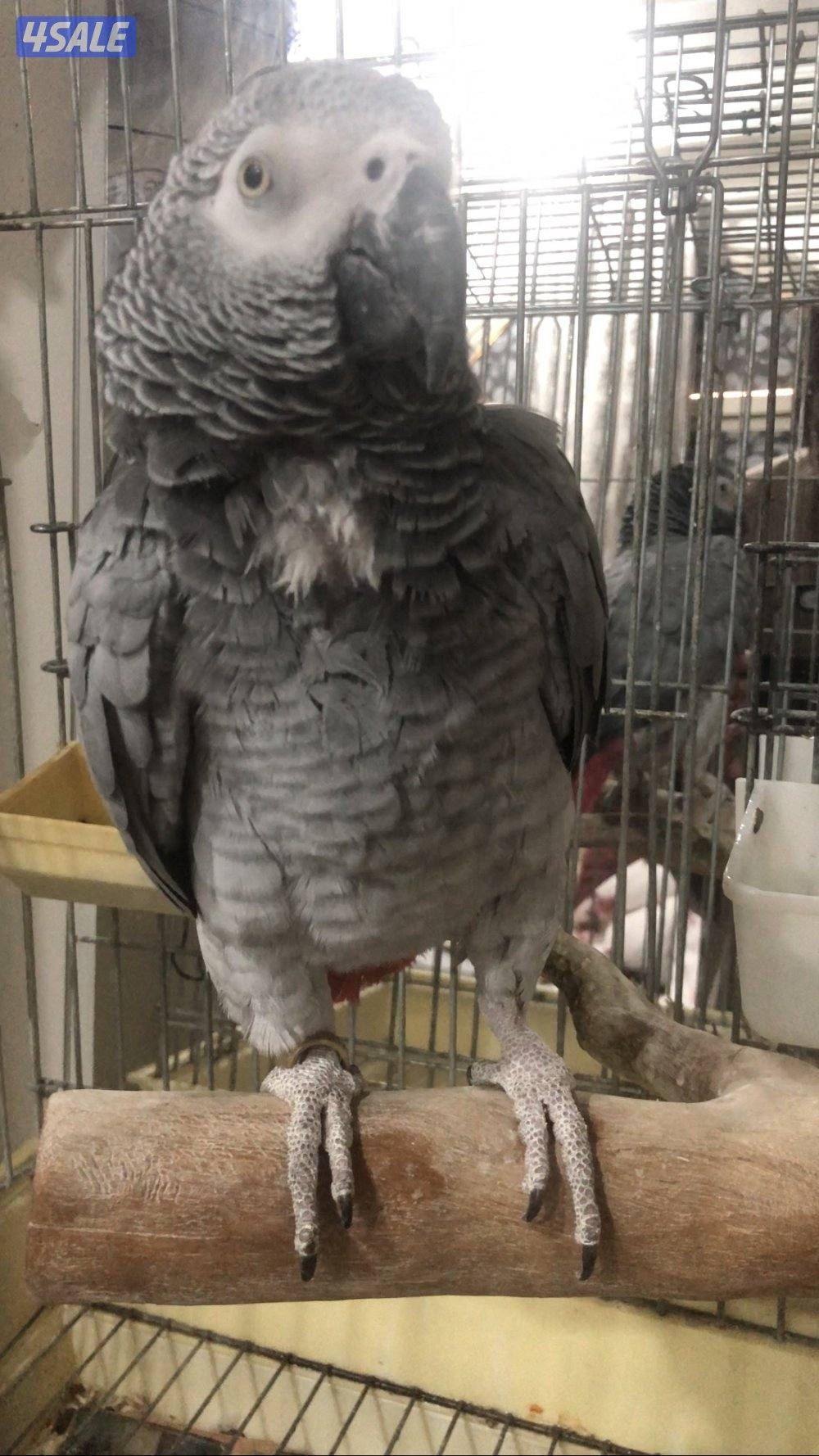 للبيع كاسكو هولندي يتكلم وربوه ومحجل1