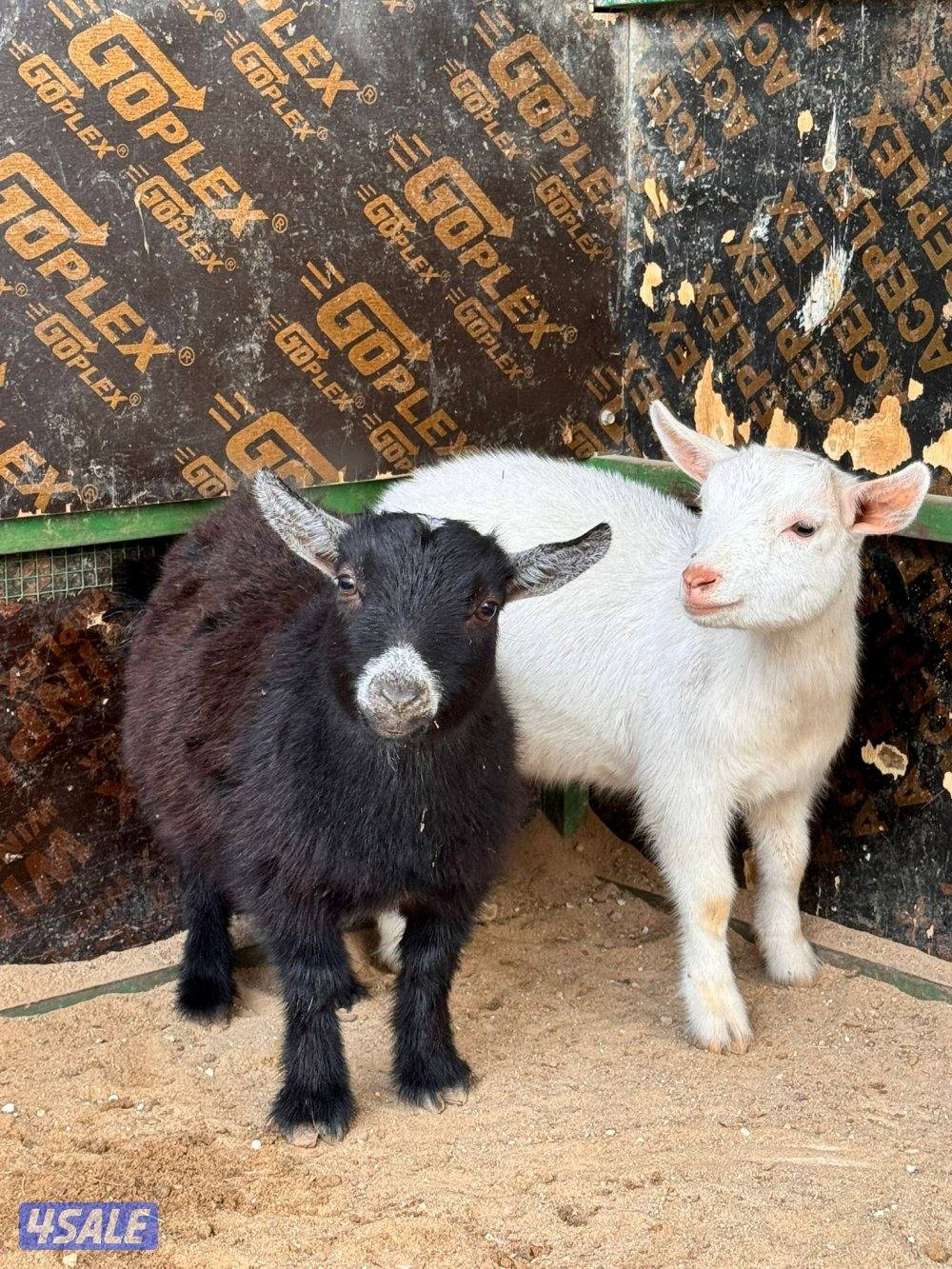 جفراة جيكيه وامريكيه صحه جيده أقزام موجودين بالبيت0