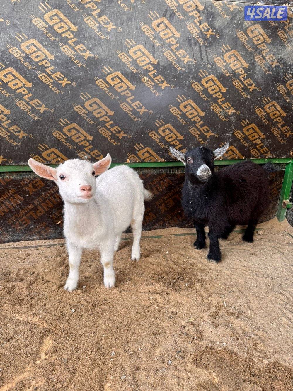 جفراة جيكيه وامريكيه صحه جيده أقزام موجودين بالبيت2