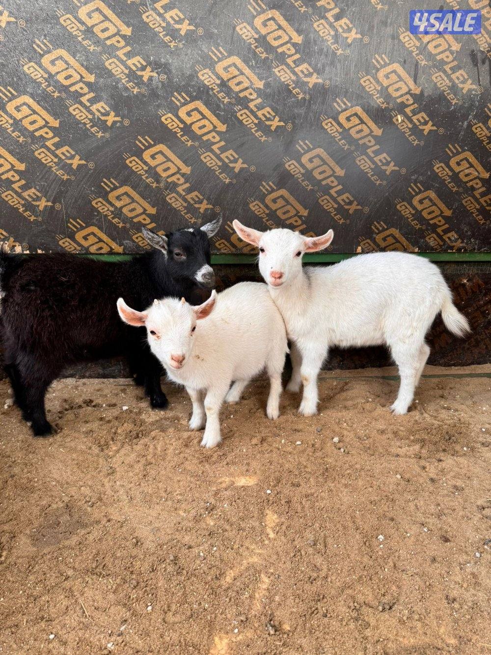 جفراة جيكيه وامريكيه صحه جيده أقزام موجودين بالبيت1