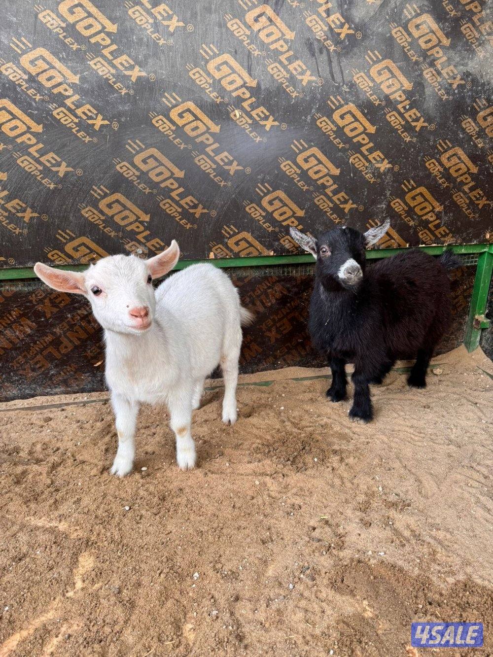 جفراة جيكيه وامريكيه صحه جيده أقزام موجودين بالبيت3