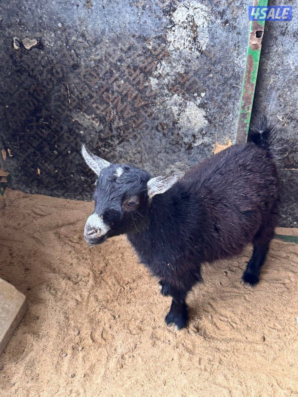 جفراة جيكيه وامريكيه صحه جيده أقزام موجودين بالبيت4