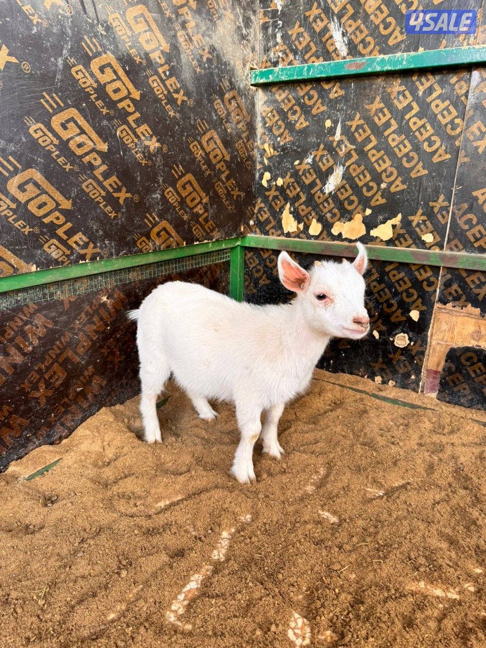 جفراة جيكيه وامريكيه صحه جيده أقزام موجودين بالبيت5